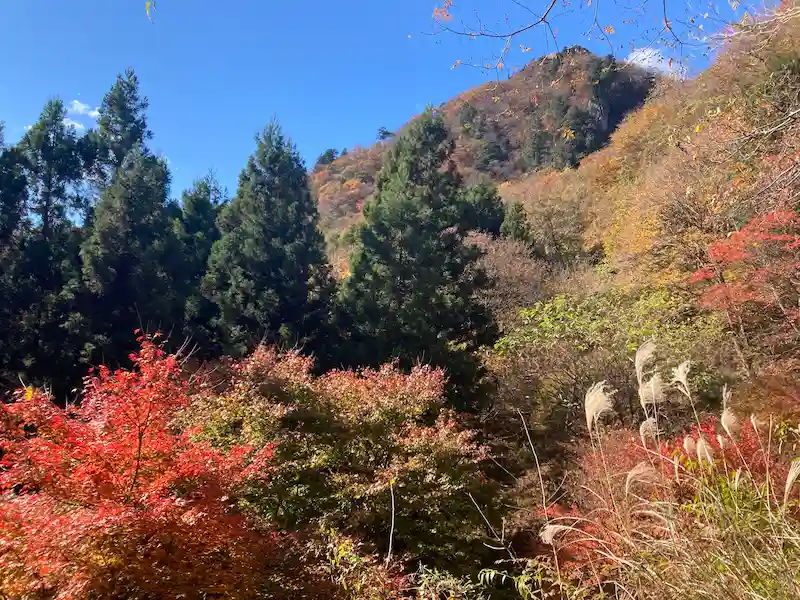 紅葉とススキと秋の山
